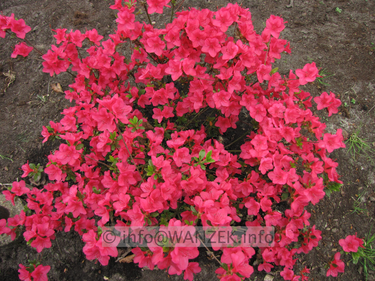Azalea japonica  -Rot bluehend1.JPG